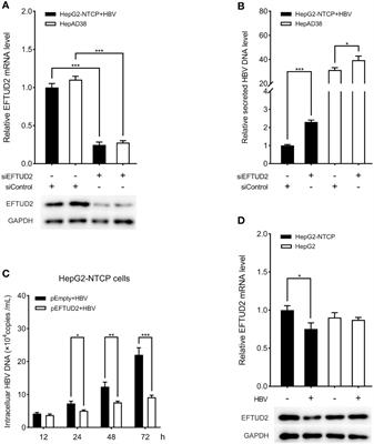 Plerixafor and resatorvid inhibit hepatitis B virus in vitro by upregulating elongation factor Tu GTP-binding domain containing 2